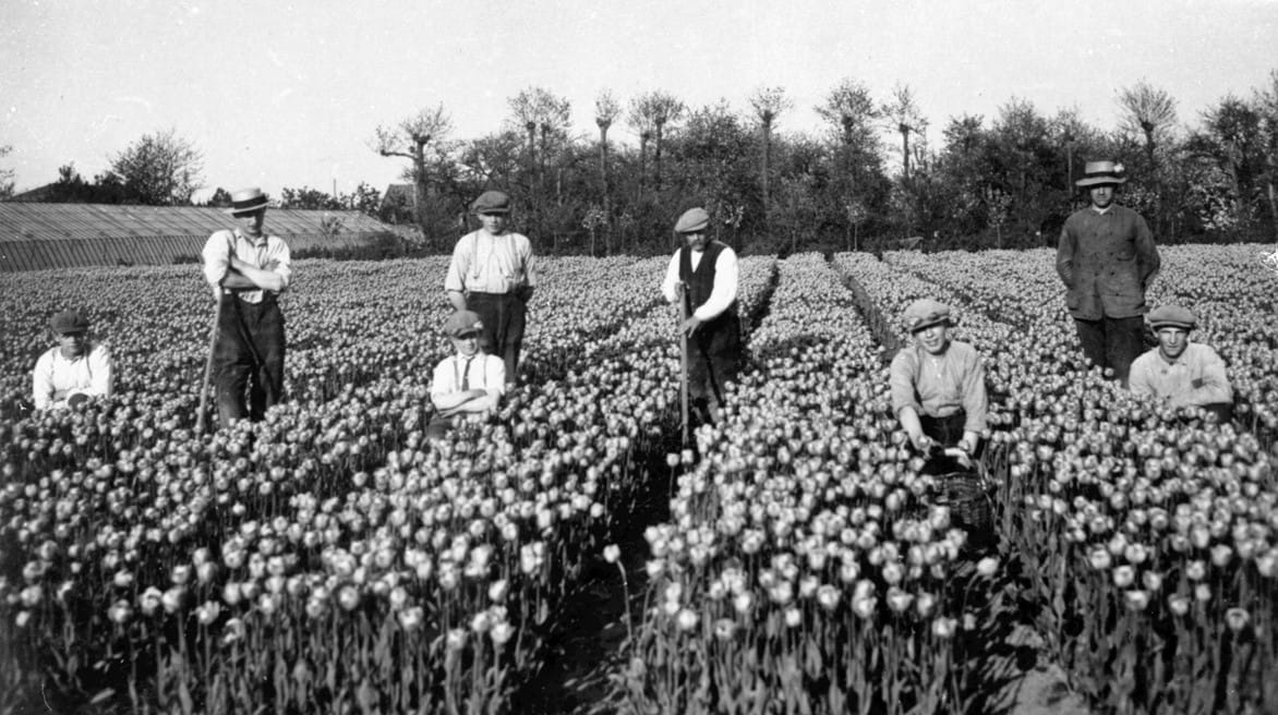 's-Gravenzandse tuinders in het bollenveld