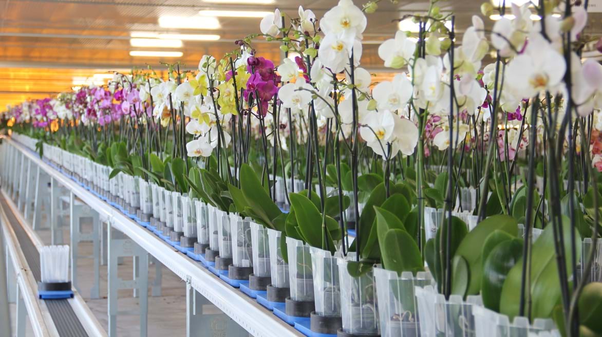Orchideeënkwekerij Ter Laak in Wateringen