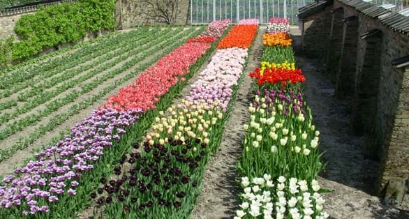 Tulpen in de historische tuin