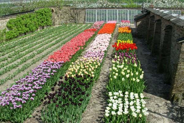 Tulpen in de historische tuin
